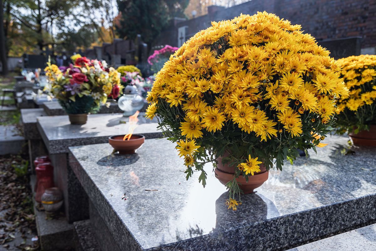 Chryzantémy môžu vydržať vo váze až mesiac. Tak predĺžite ich sviežosť