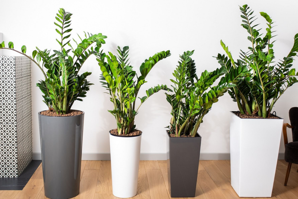 Zamioculcas bude rásť rýchlejšie ako kedykoľvek predtým. Stačí jedno z troch domácich hnojív