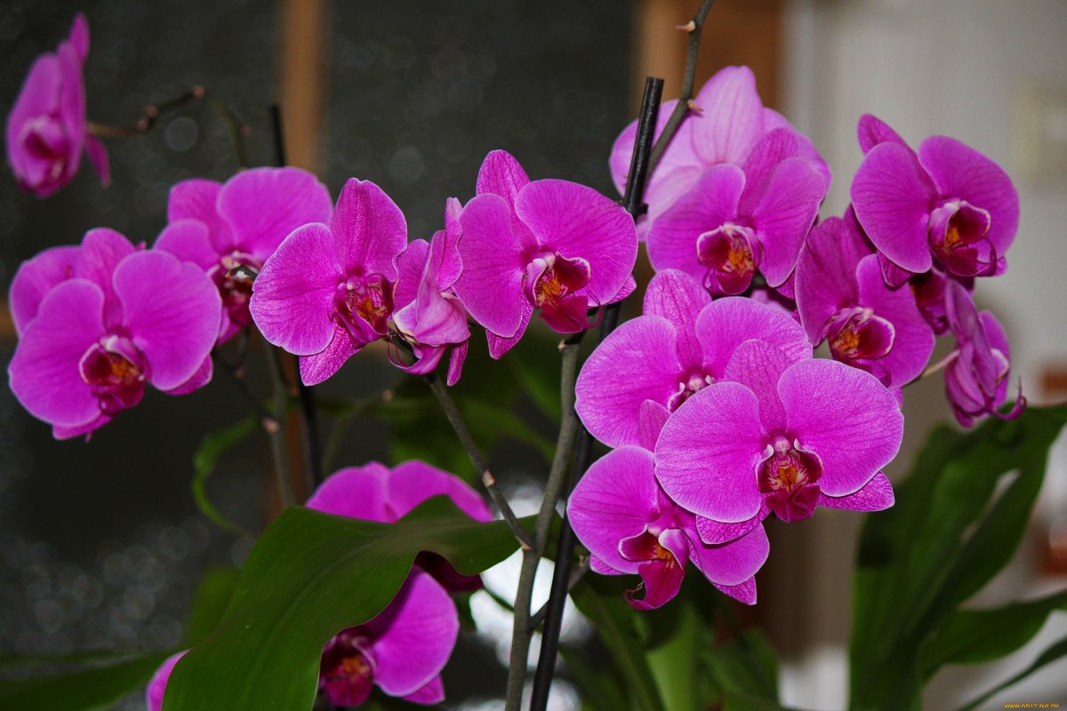 Orchidea miluje túto bylinu. Rýchlo sa zotaví aj po hojnom polievaní.