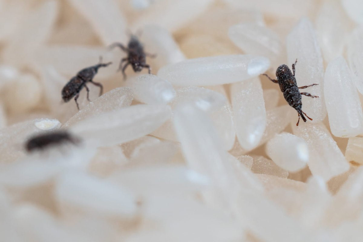 Ryža s bobkovým listom: tento geniálny trik, ktorý spôsobí revolúciu vo vašej kuchyni