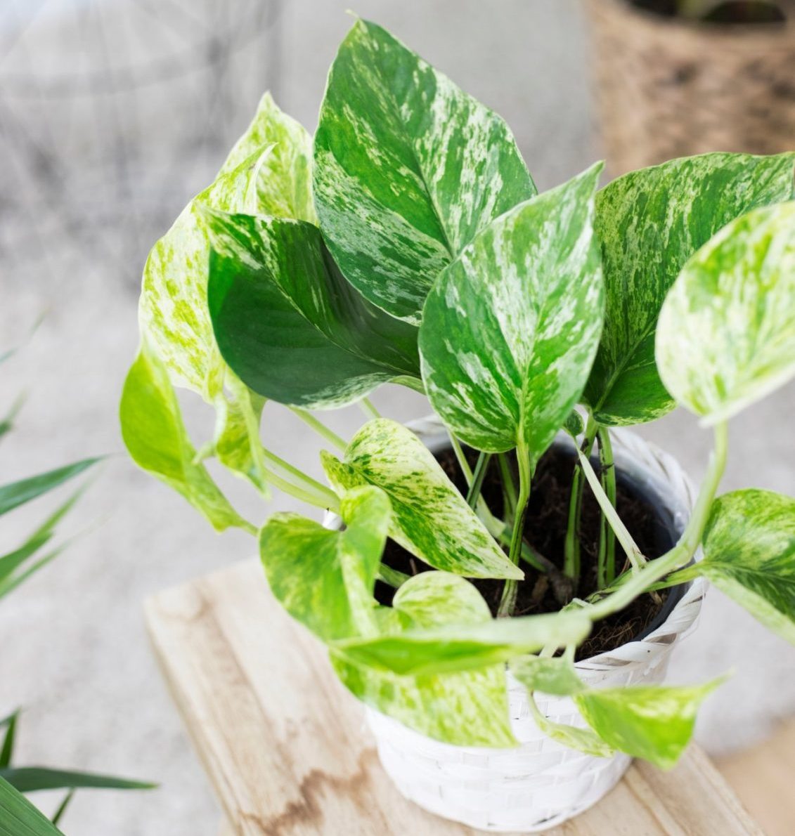 Potos – rastlina, ktorú chce mať každý doma: je ľahko udržiavateľná a čistí vzduch