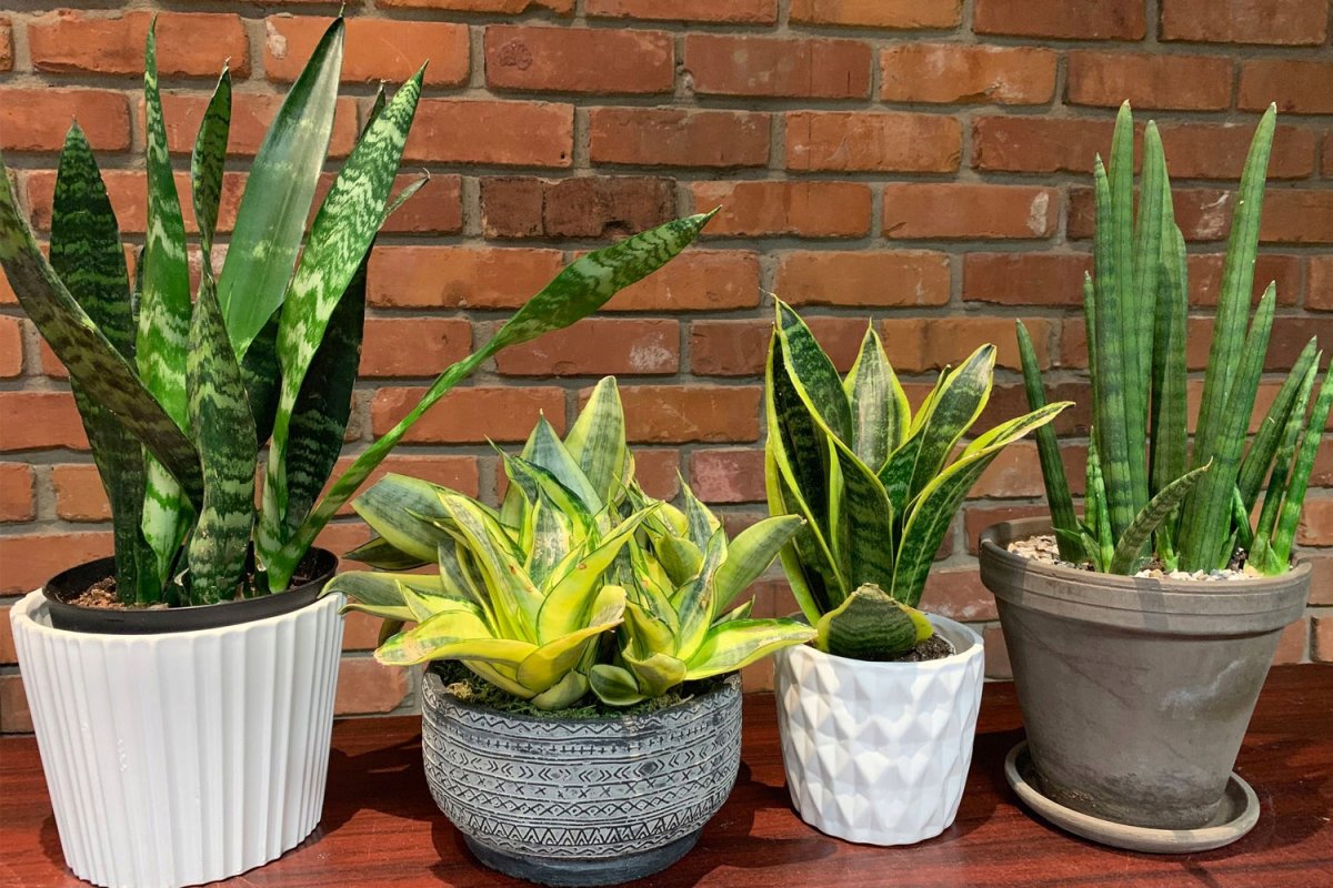 Čo to znamená a načo je potrebné nasypať štipku soli do kvetináča s sansevieria alebo jazykom svokry