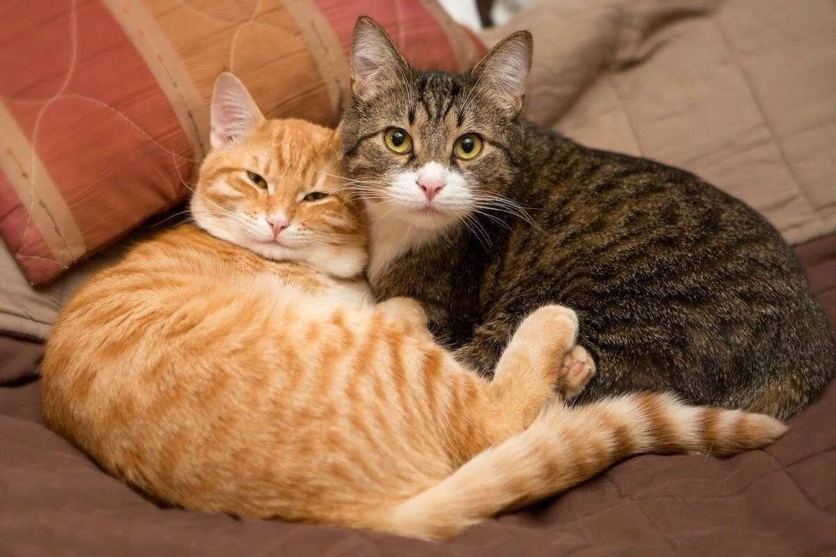 Aké mená sú podľa umelej inteligencie najvhodnejšie pre mačky?