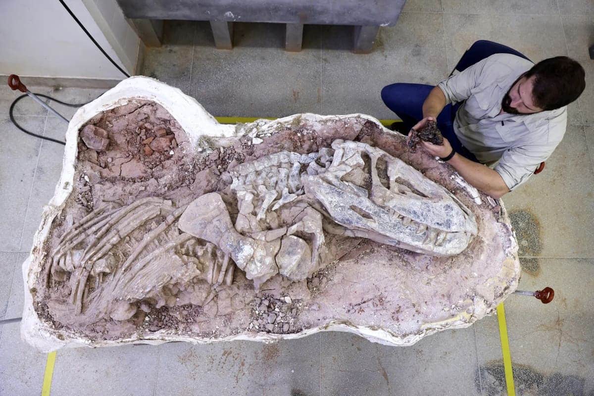 Paleontologická bomba: skamenelina staršia 183 miliónov rokov patrila novému druhu.