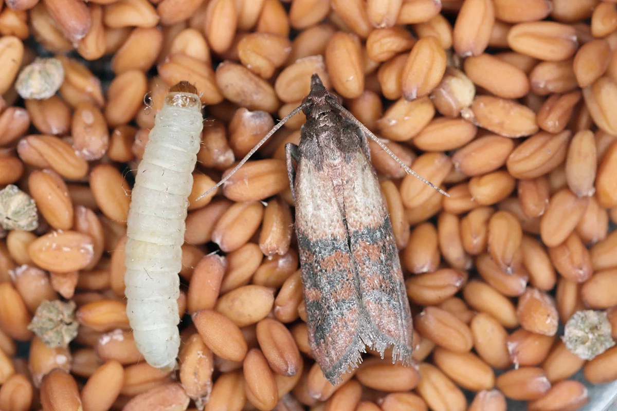 Môžu naklásť až 400 vajec. Ak ste ich zaznamenali v kuchyni, konajte okamžite.