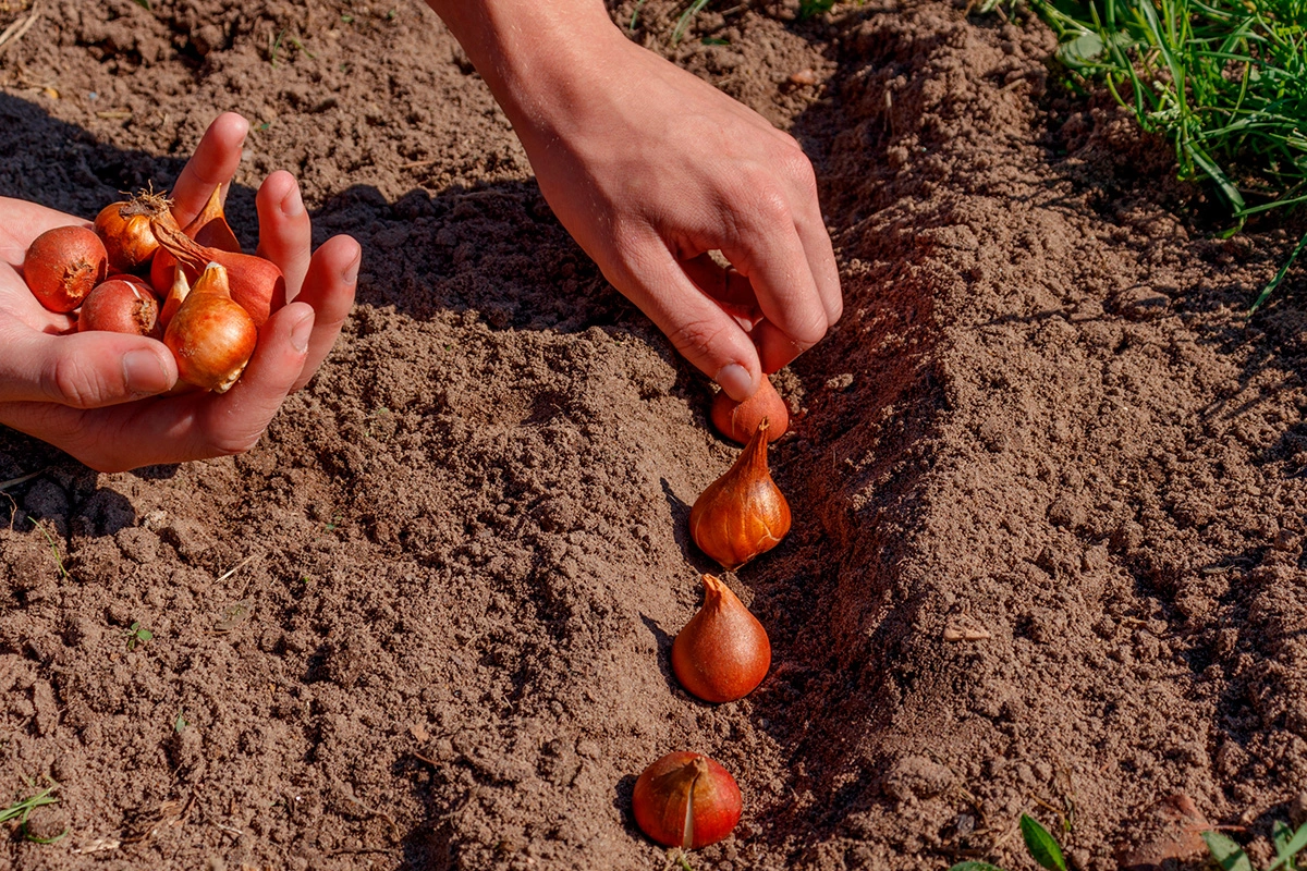 Zasaďte tulipány týmto spôsobom a na jar vytvoria na trávniku „kytice“. Stačí jednoduchá metóda.