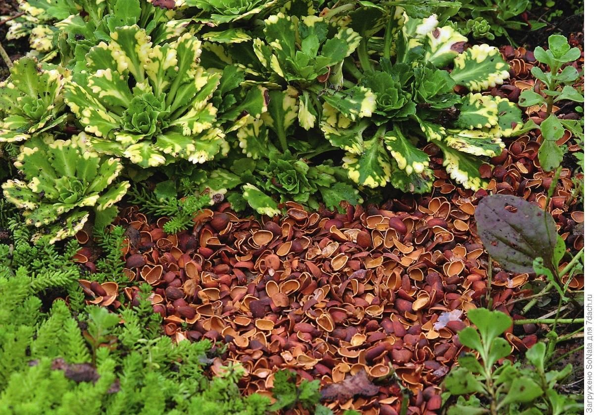 Inteligentní záhradníci nikdy nevyhadzujú škrupiny lesných orechov, a tu je dôvod