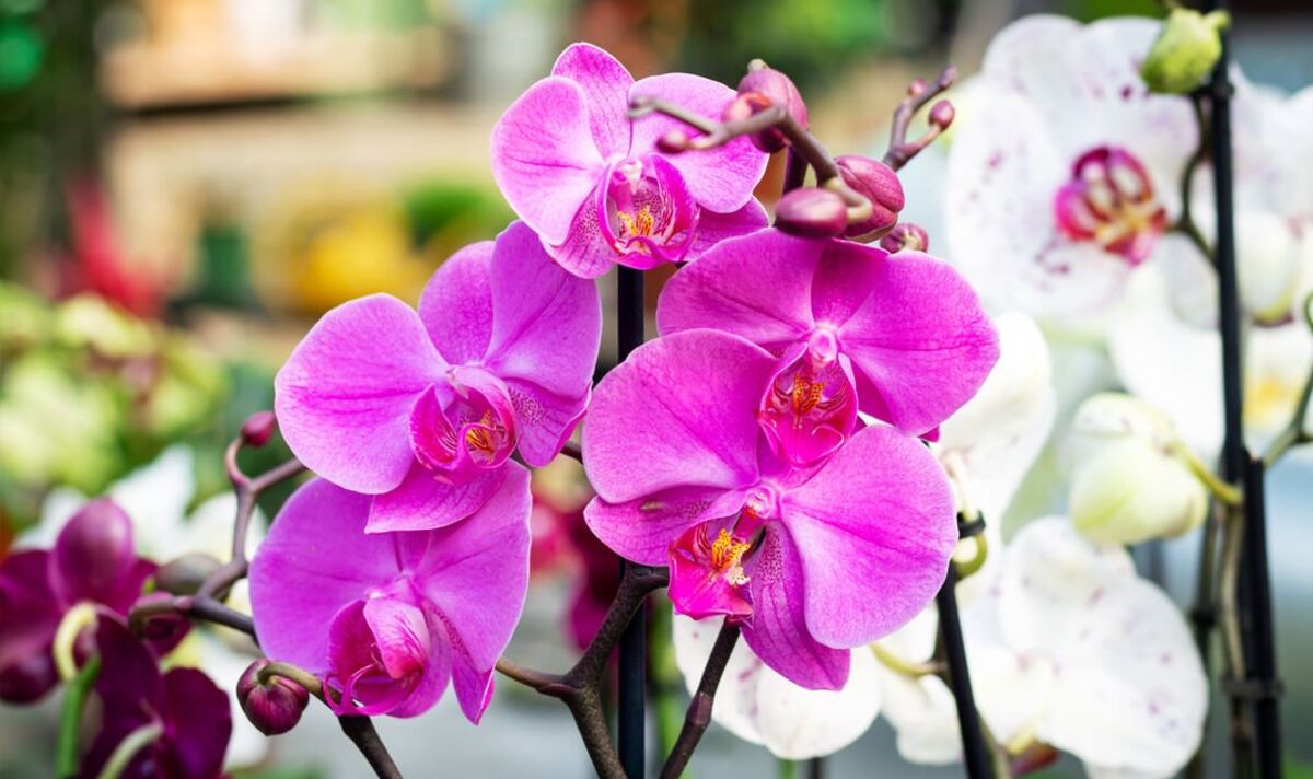 Orchidey milujú túto prísadu. Obnovuje ich po silnom premokrení