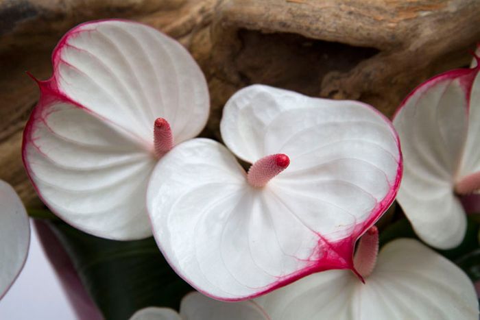 Anthurium vám bude vďačné za tento „ochladzujúci“ trik. Znovu sa pokryje kvetmi