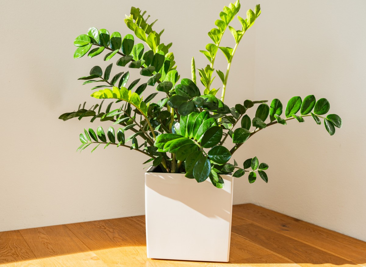 Zamioculcas bude rásť rýchlejšie ako kedykoľvek predtým. Stačí jedno z troch domácich hnojív