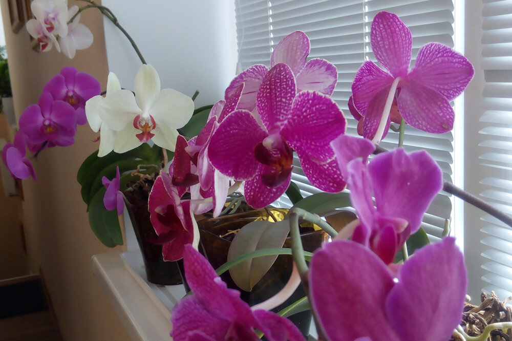 Namočím šupku do vody, prefiltrujem ju a získam hotové hnojivo. Orchideám veľmi chutí a pokračujú v tvorbe nových púčikov