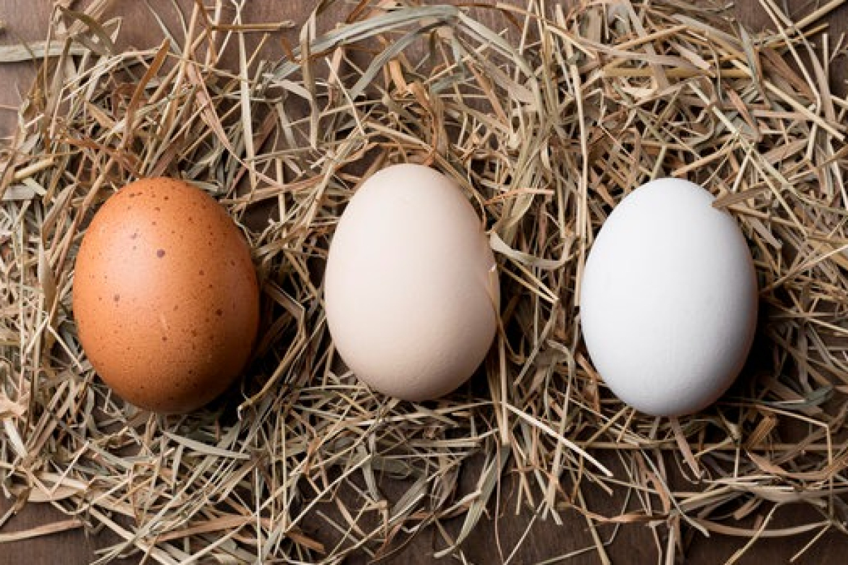 Aký je podľa odborníkov rozdiel medzi vajcami s bielou a hnedou škrupinou?