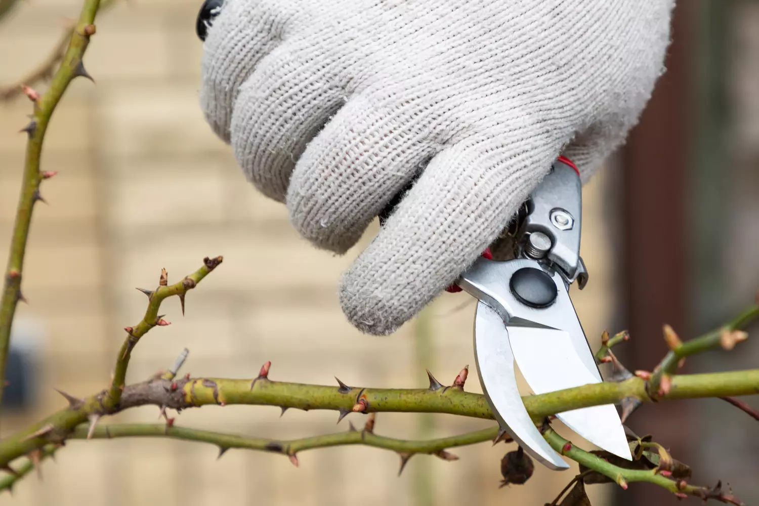 Tieto rastliny a kríky je potrebné orezať v októbri, aby na jar lepšie rástli