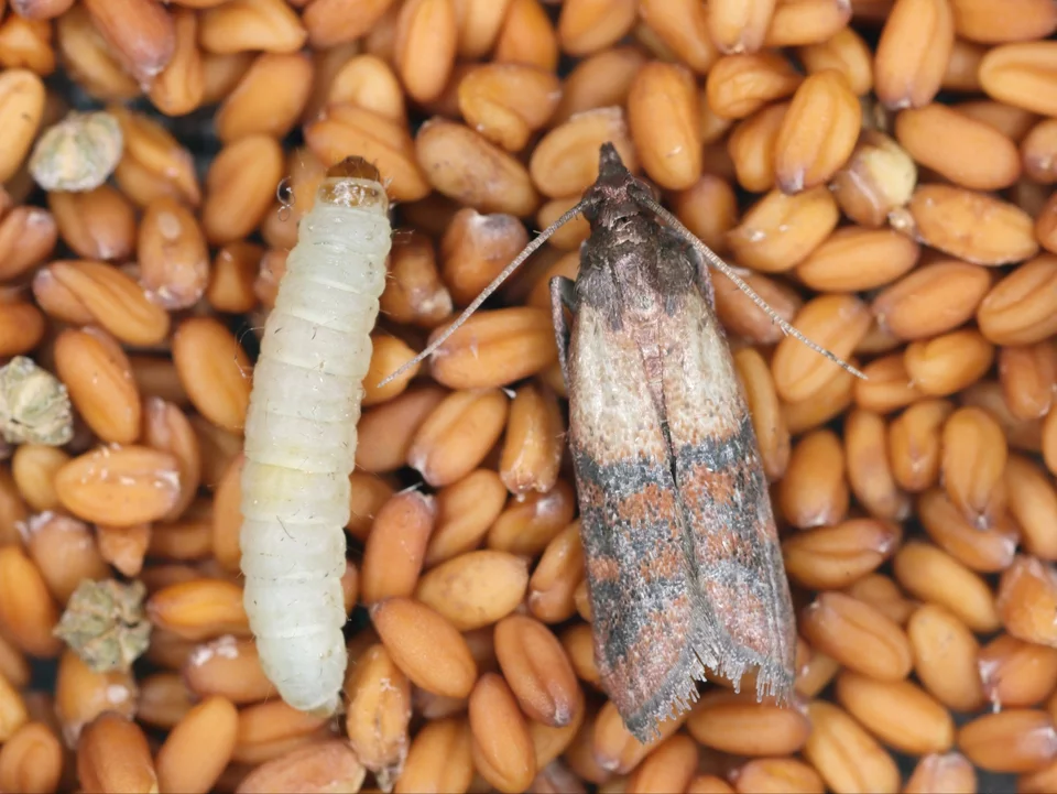 5 kvapiek, náplasť a koniec problémov s mole v kuchyni