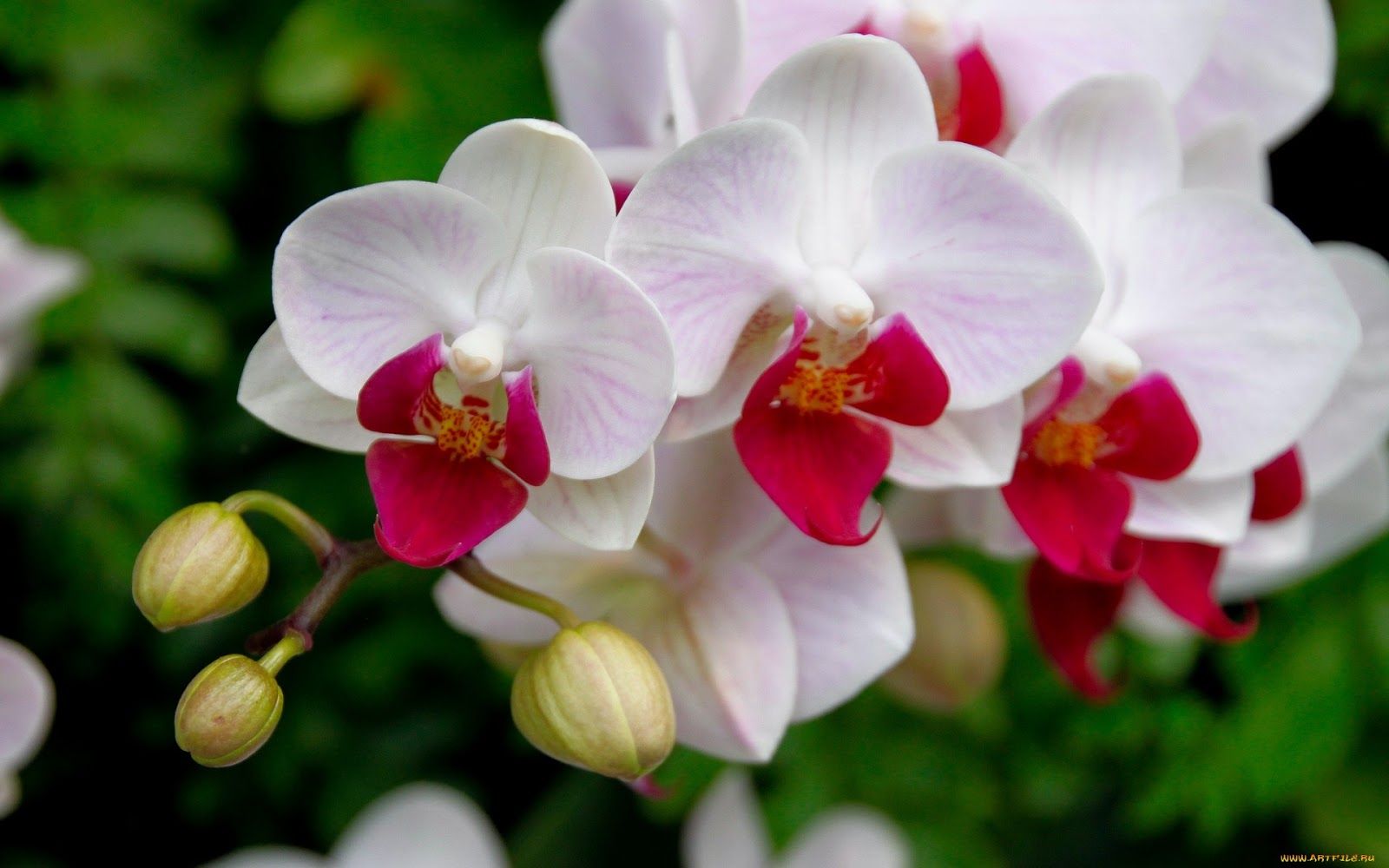 Orchidey milujú túto prísadu. Obnovuje ich po silnom premokrení