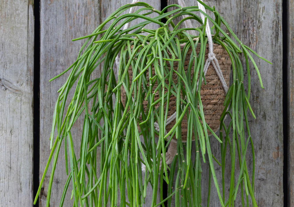 Tieto tri rastliny sú skutočným hitom pre parapety, kde nie je slnko. Cítia sa skvele v tieni a vytvárajú skutočnú domácu džungľu