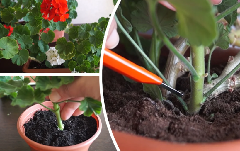 Geranium v októbri: strihajte podľa metódy „maximum 20“ – v nasledujúcej sezóne – rozprávka