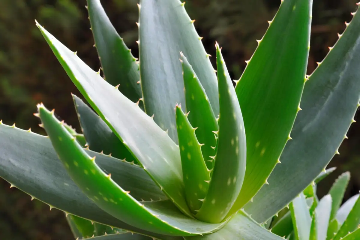 Aloe vera na tvár: ako používať prírodný gél na hydratáciu, zmiernenie zápalov a omladenie pokožky.