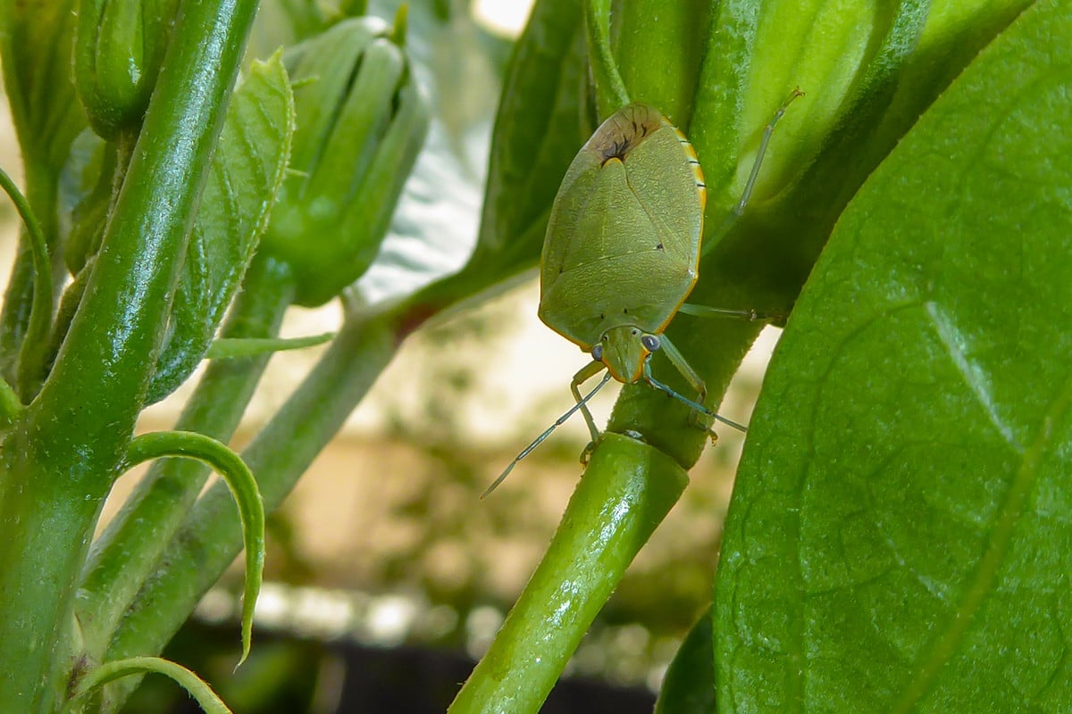 Teraz môže lietať do domovov. V žiadnom prípade sa ho nedotýkajte.
