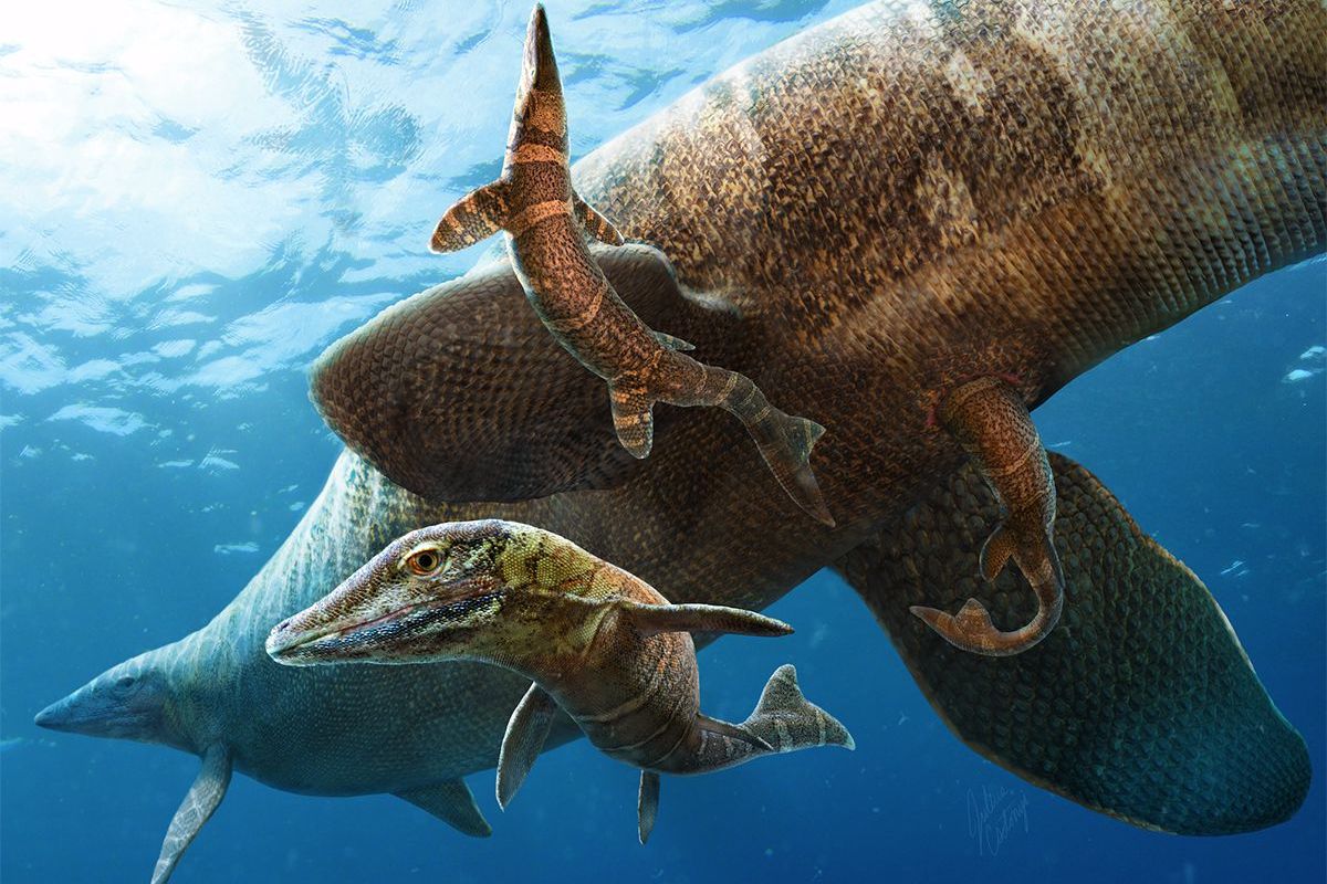 Paleontologická bomba: skamenelina staršia 183 miliónov rokov patrila novému druhu.