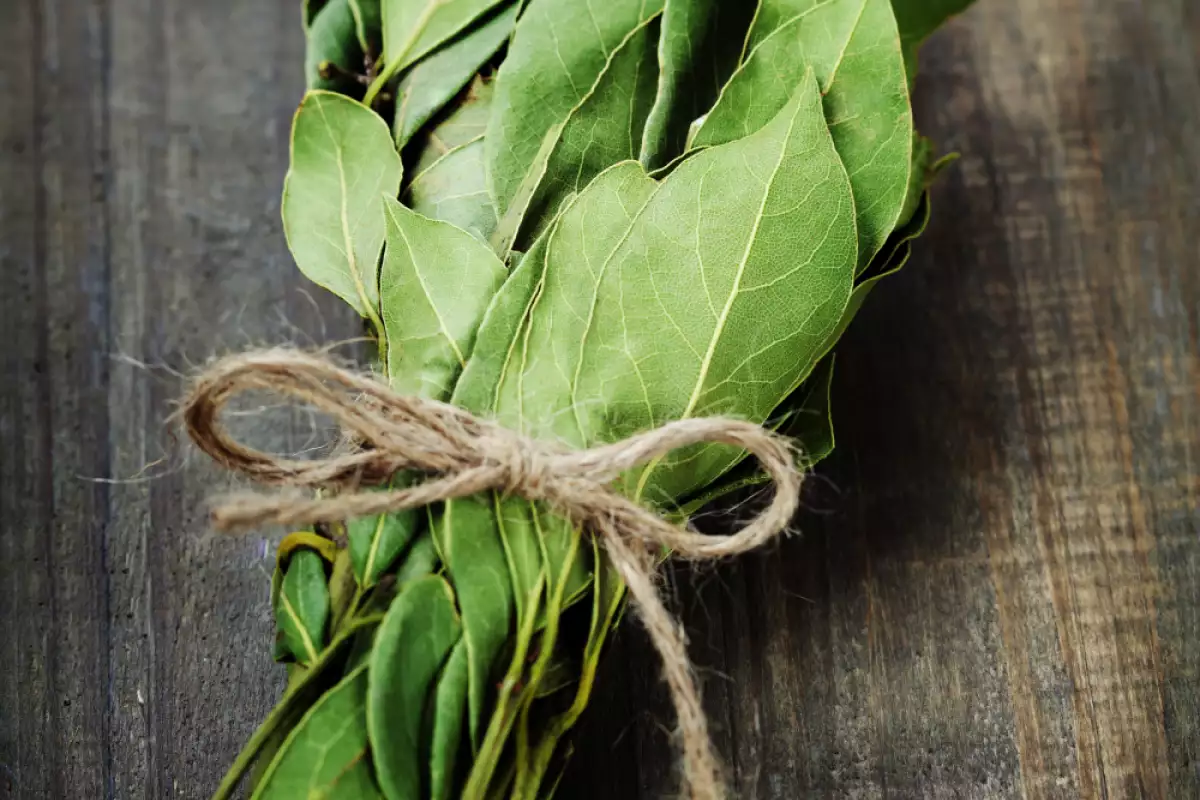 Ako bobkový list v kuchyni odpudzuje šváby a mravce. „Odvtedy, čo som to vyskúšal, som už nevidel žiadne hmyzie.“