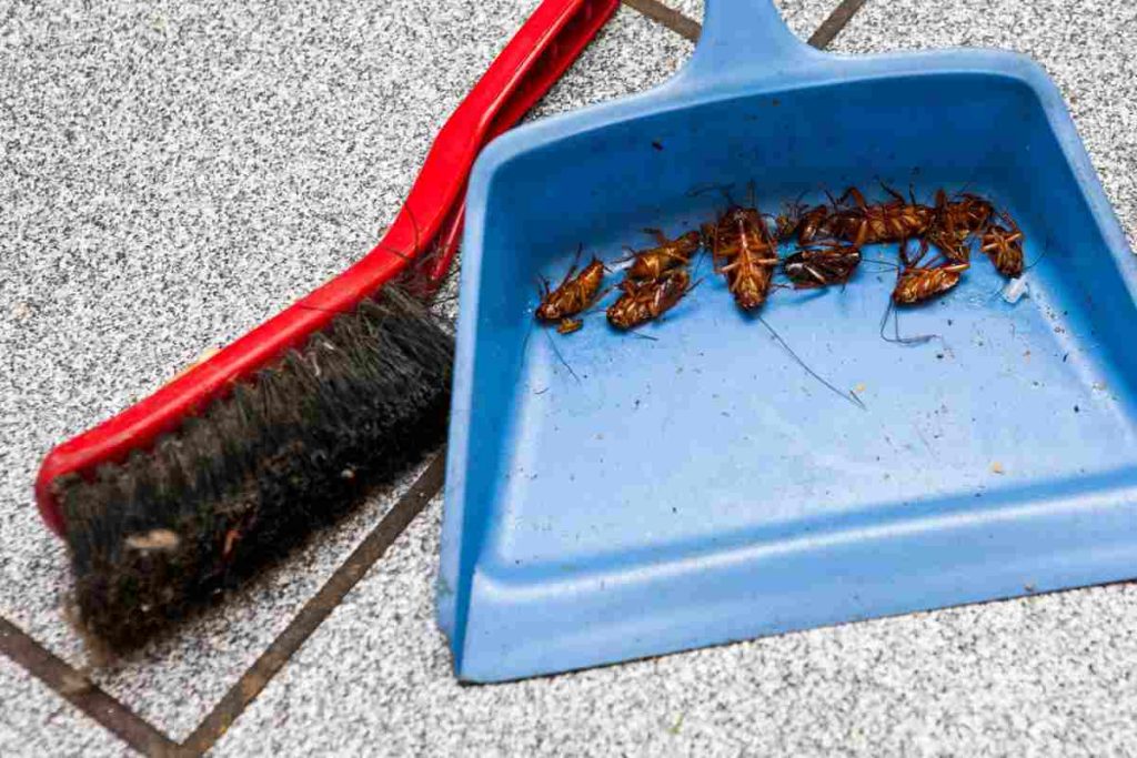 Ako sa ľahko zbaviť švábov pomocou prírodného prostriedku, ktorý už máte doma