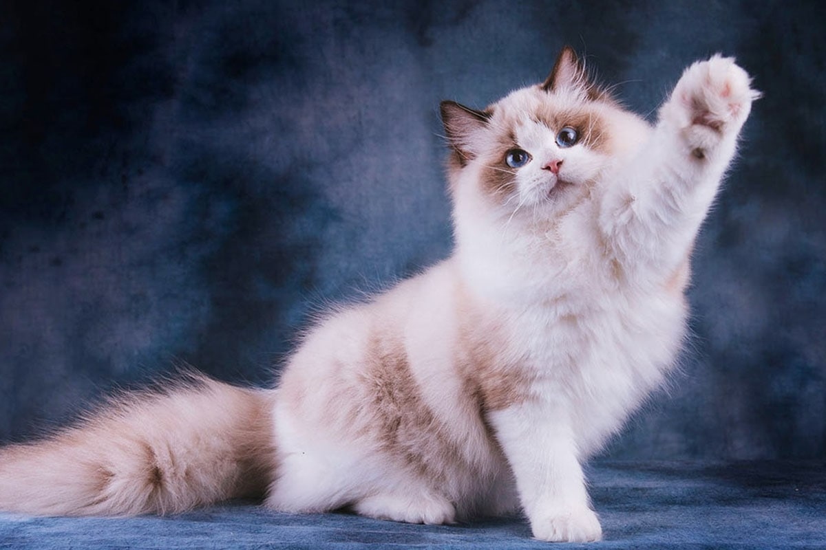 Aké mená sú podľa umelej inteligencie najvhodnejšie pre mačky?