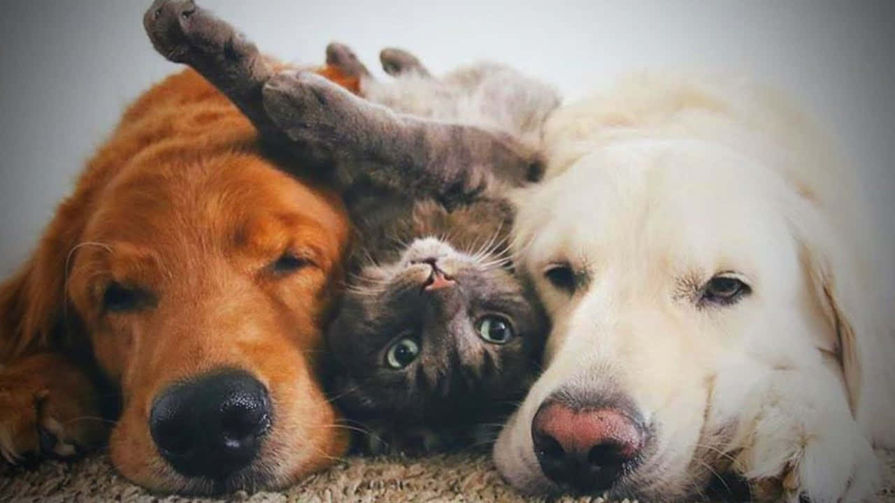 Spoločné bývanie psov a mačiek: ako to dosiahnuť bez konfliktov a od prvého dňa