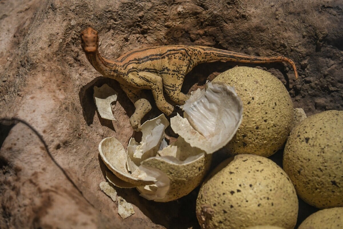 V Argentíne bolo objavené takmer celé vajce dinosaura: v ňom sa môže nachádzať vyvíjajúci sa embryo mäsožravého zvieraťa.