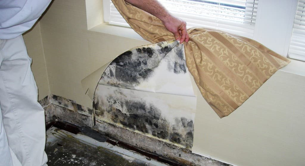 Táto prírodná zmes zabraňuje opätovnému výskytu plesne aj vo vlhkých kúpeľniach.