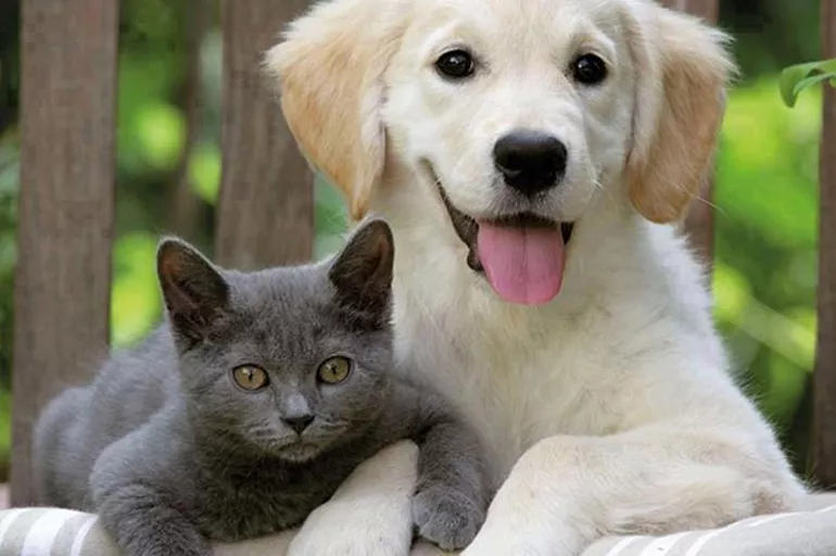 Spoločné bývanie psov a mačiek: ako to dosiahnuť bez konfliktov a od prvého dňa