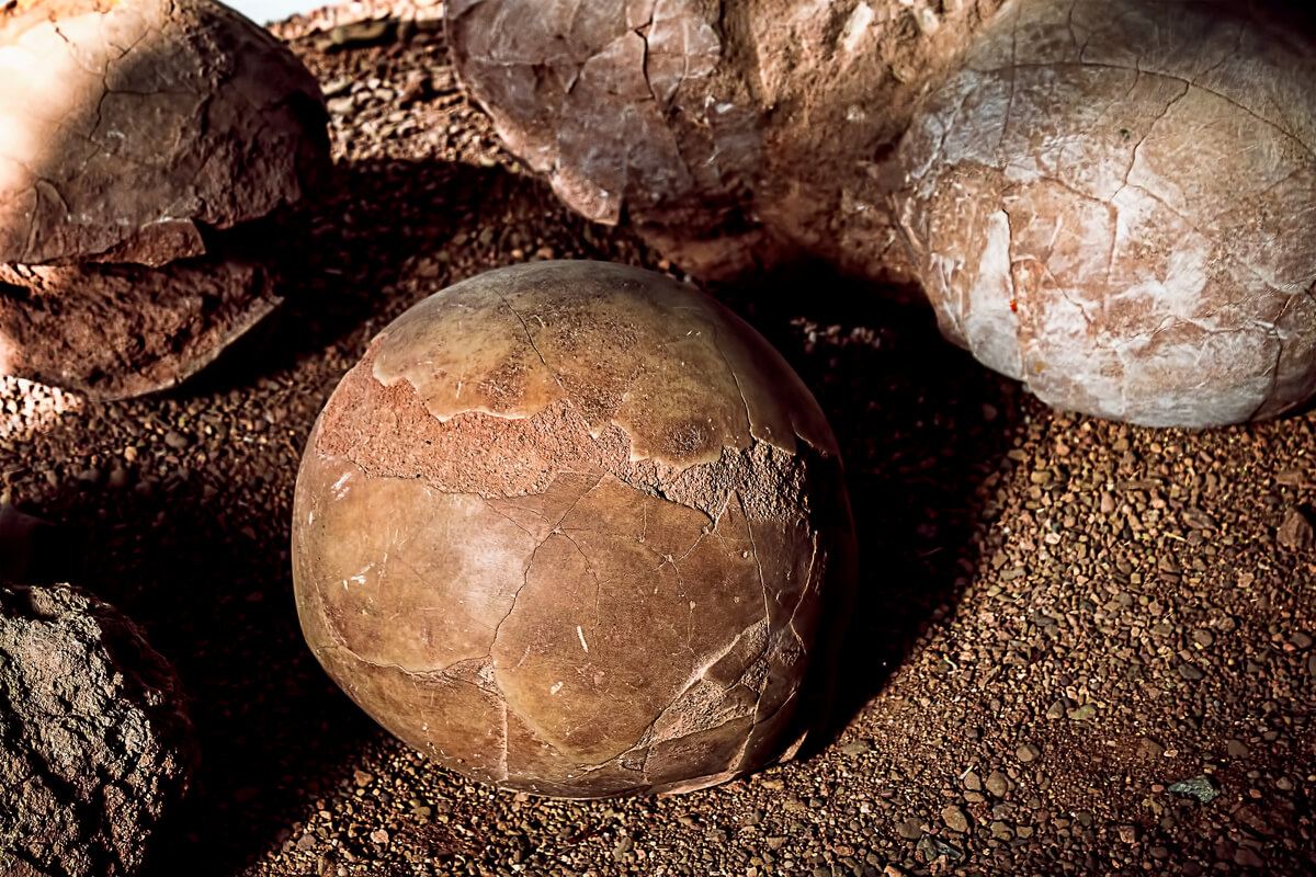 V Argentíne bolo objavené takmer celé vajce dinosaura: v ňom sa môže nachádzať vyvíjajúci sa embryo mäsožravého zvieraťa.