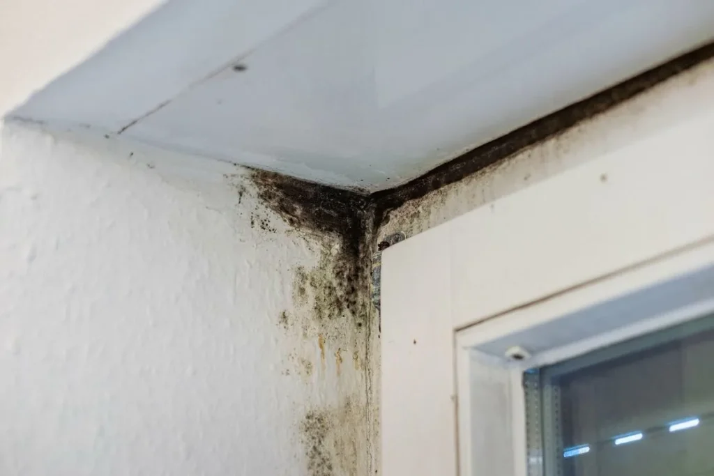 Zbohom, vlhkosť: odkedy som začal používať túto málo známu metódu, vlhkosť v mojom dome zmizla.