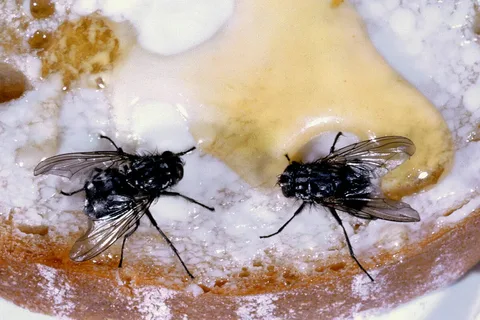 Ako sa zbaviť múch v kuchyni pomocou prírodnej a účinnej metódy