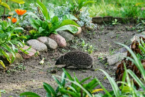Pozvite ježka do svojej záhrady! Zistite, ako mu vyrobiť domček.