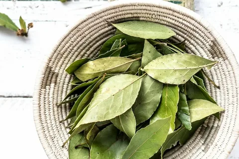 Príprava bobkového listu s mätou v domácich podmienkach: na čo je potrebný a prečo sa odporúča?