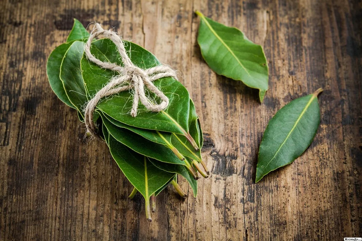 Príprava bobkového listu s mätou v domácich podmienkach: na čo je potrebný a prečo sa odporúča?