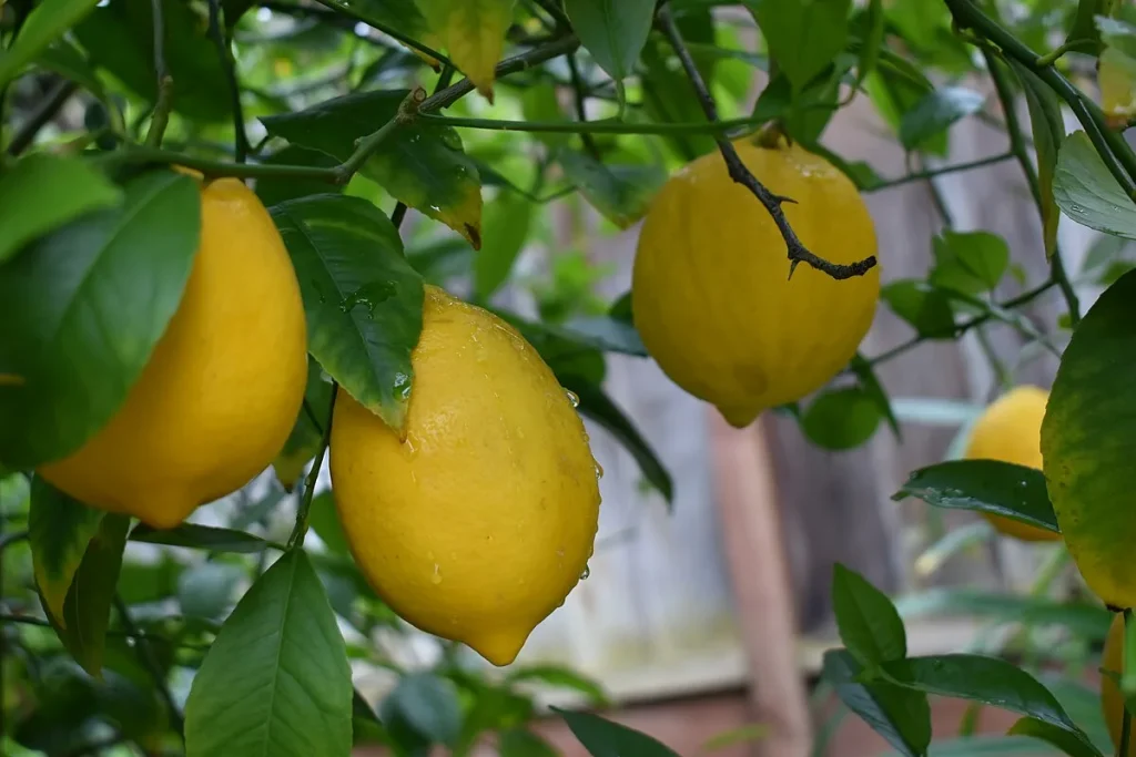 Prečo citrónovník neprodukuje citróny: „Problém pravdepodobne spočíva v základe kmeňa.“