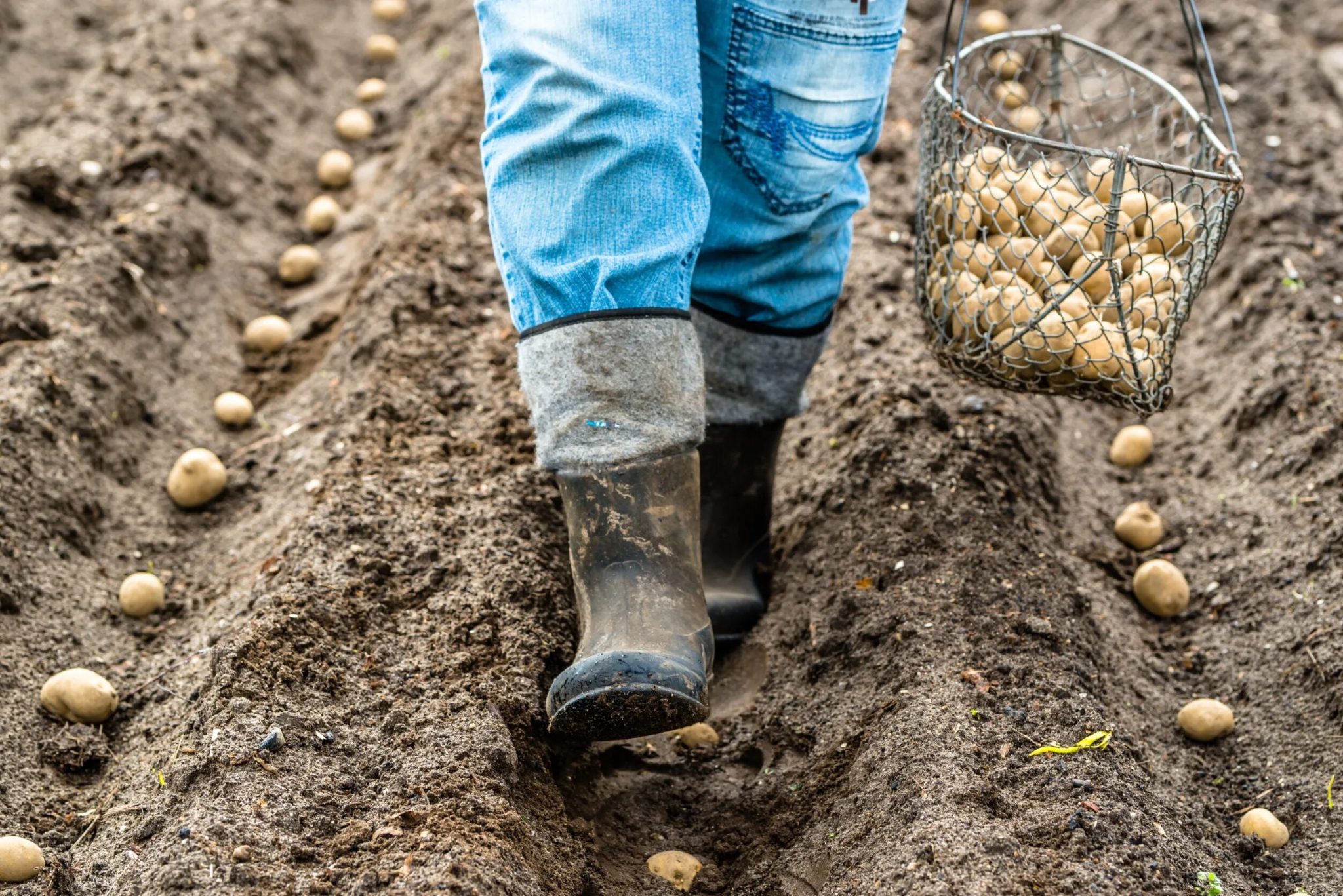 Sadenie zemiakov na jeseň podľa „írskej metódy“