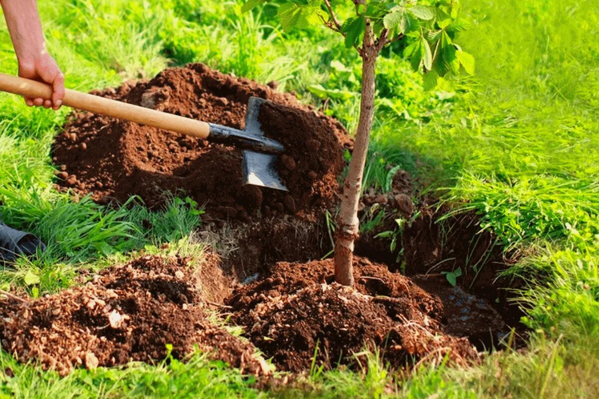 Záhradníci nikdy nesadí ovocné stromy bez toho, aby to urobili (a to bude jasné, keď pochopíte prečo)