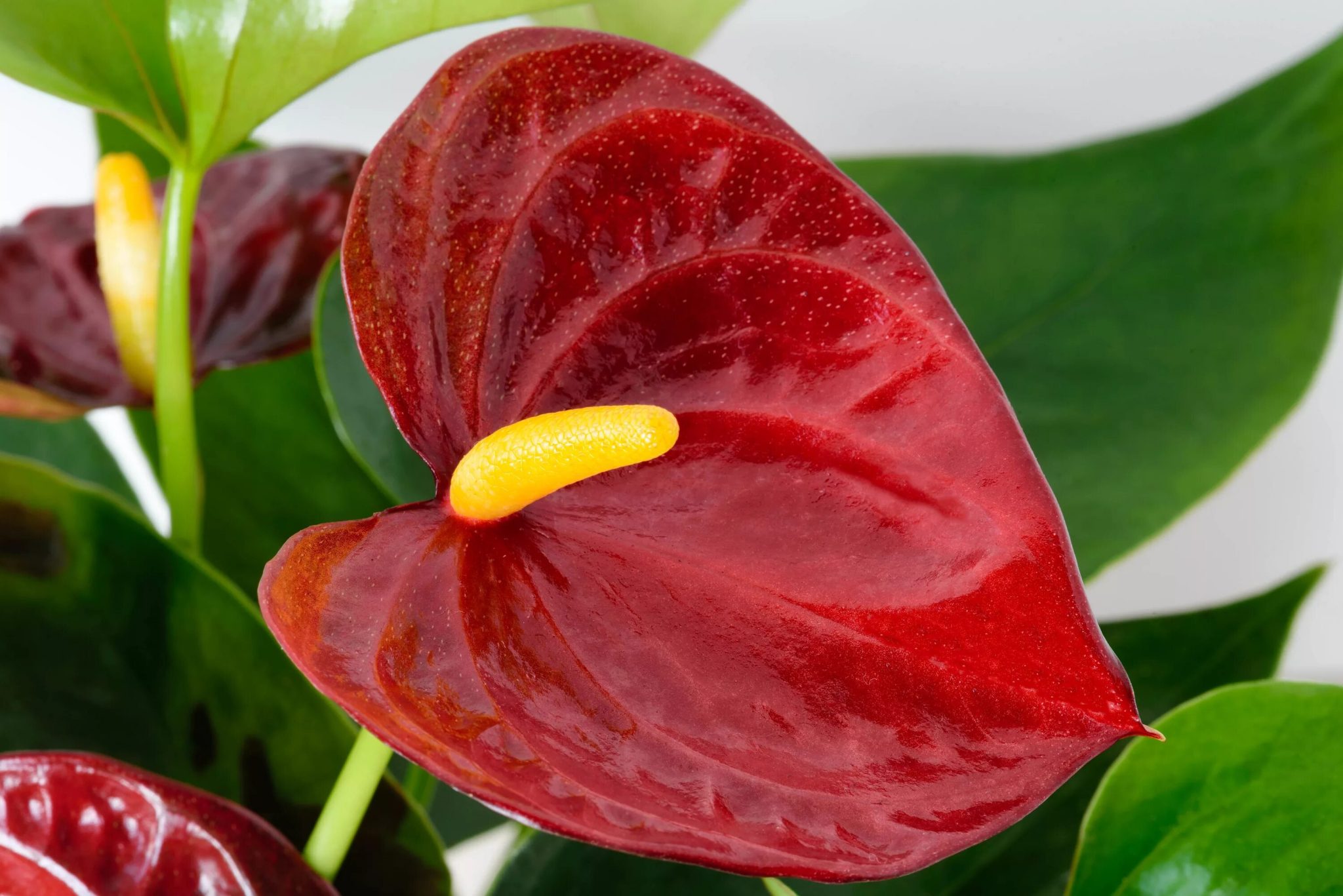 Anthurium vám bude vďačné za tento „ochladzujúci“ trik. Znovu sa pokryje kvetmi