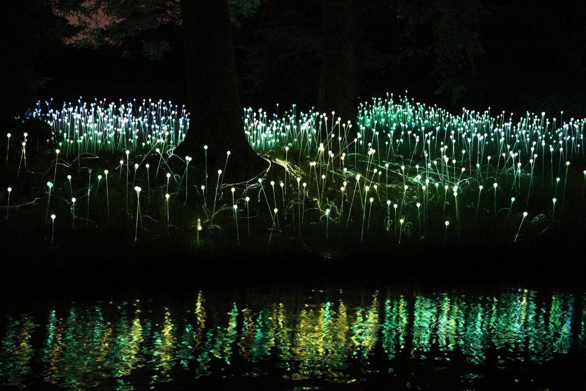 Vyzerajú, ako keby prileteli z inej planéty: vedci vytvorili prvé svietiace rastliny, ktoré sa nabíjajú za pár minút.