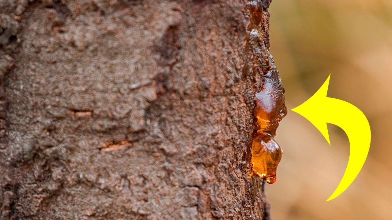 Pridajte do čaju. Vrásky zmiznú samy od seba, dokonca lepšie ako botulotoxín