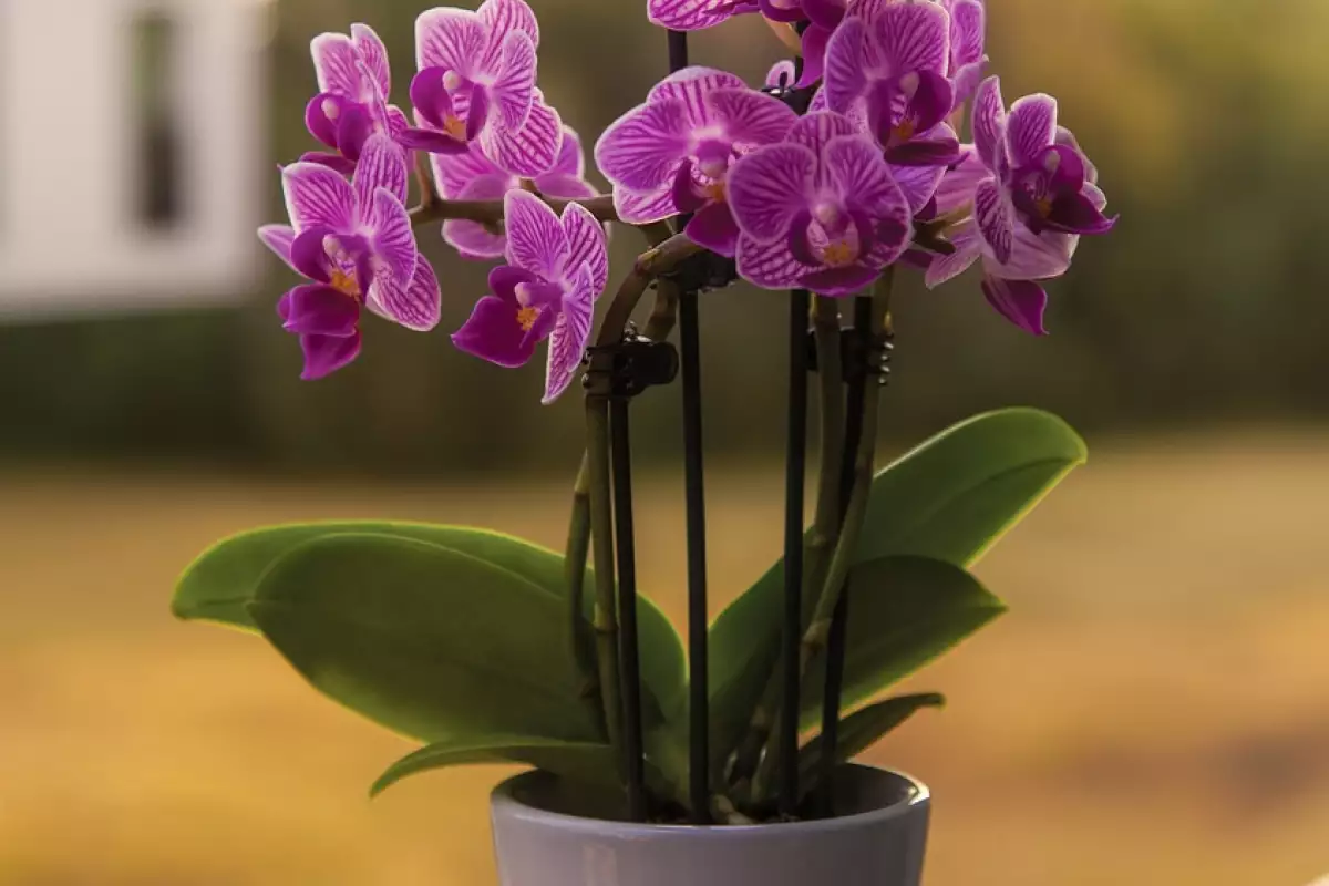 Orchidea miluje túto bylinu. Rýchlo sa zotaví aj po hojnom polievaní.
