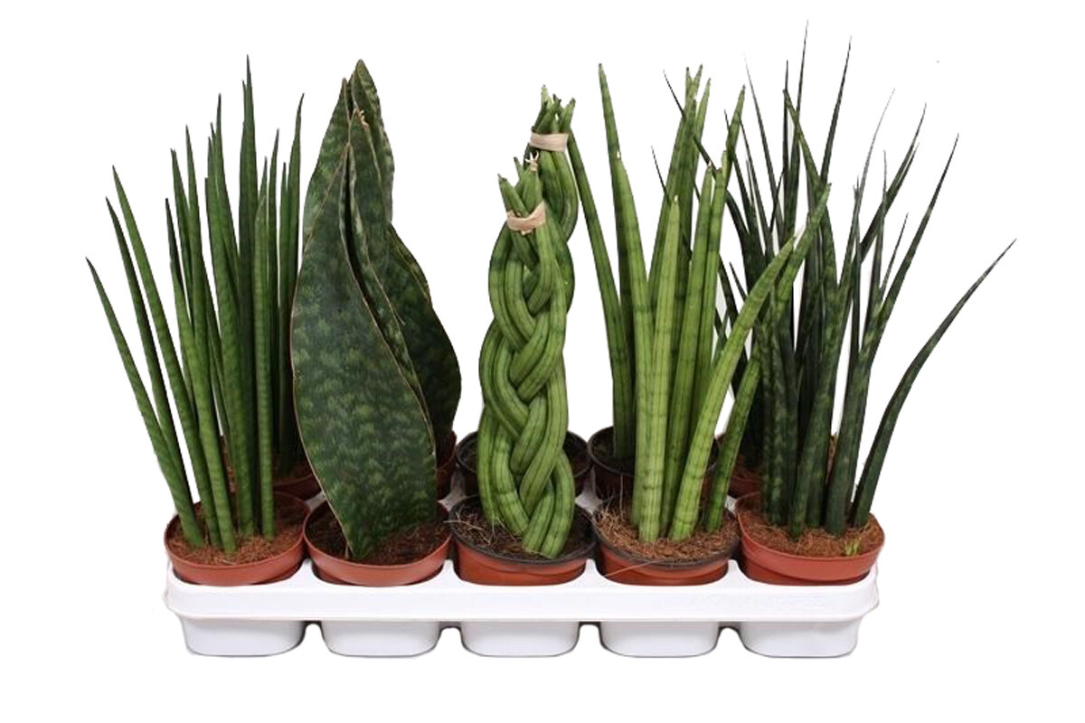 Čo to znamená a načo je potrebné nasypať štipku soli do kvetináča s sansevieria alebo jazykom svokry