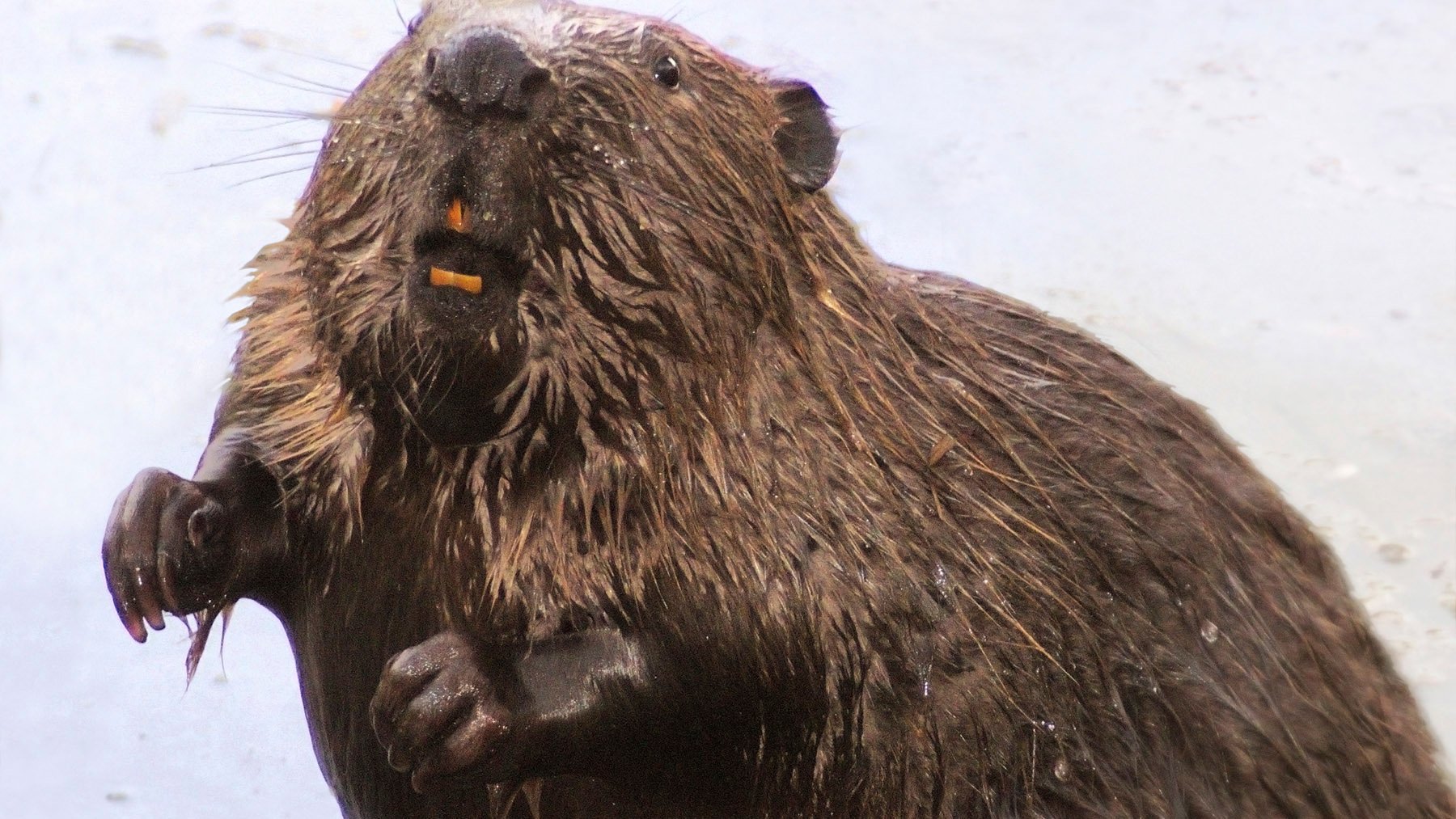 V rieke Tajo boli nájdené exempláre obrovského zvieraťa, ktoré bolo na polostrove považované za vyhynuté