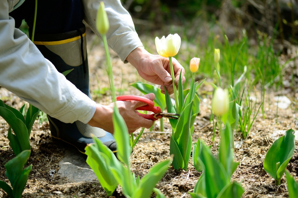 Zasaďte tulipány týmto spôsobom a na jar vytvoria na trávniku „kytice“. Stačí jednoduchá metóda.