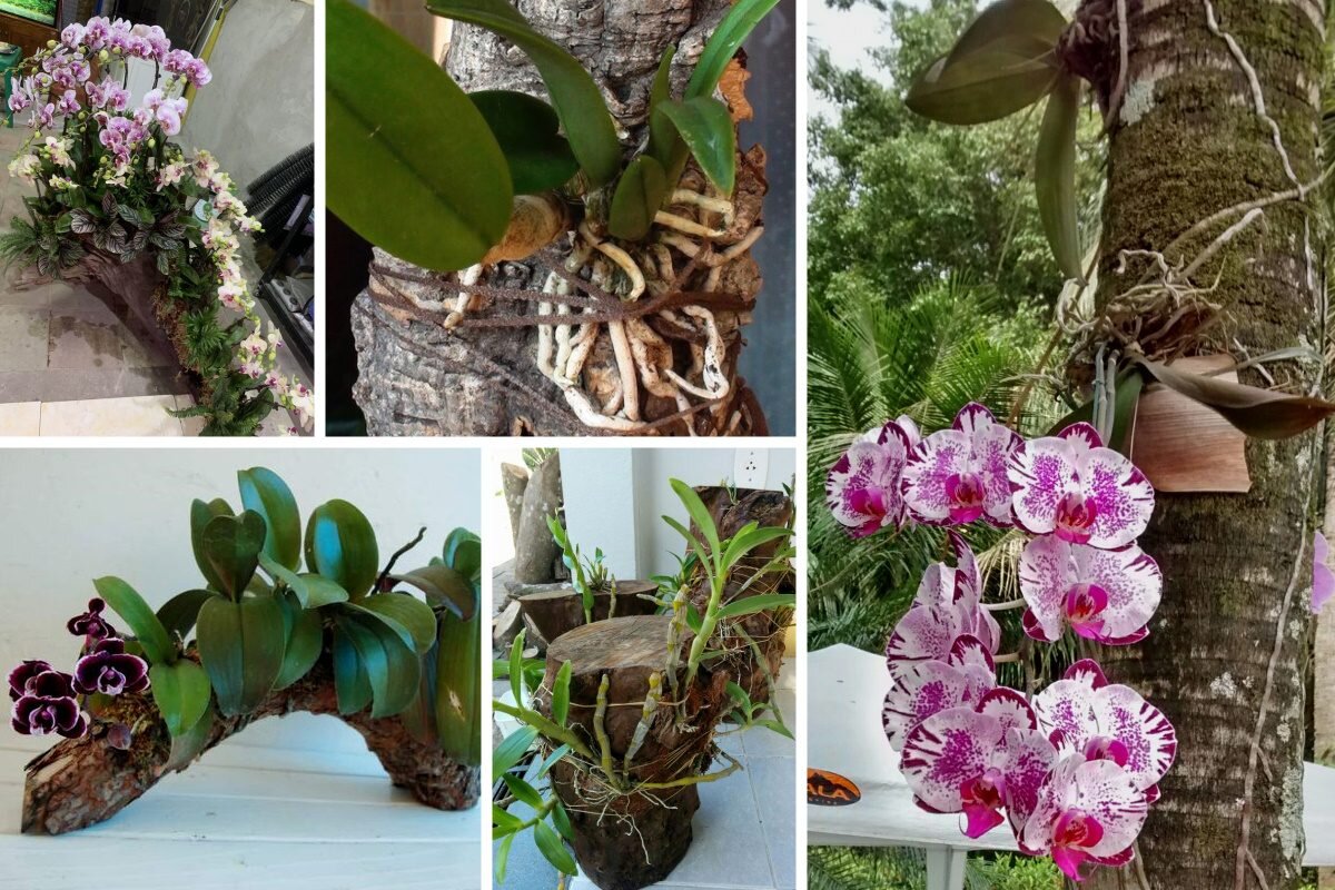 Postriekajte korene a odložte bokom. Orchidea opäť zakvitne o niekoľko dní.
