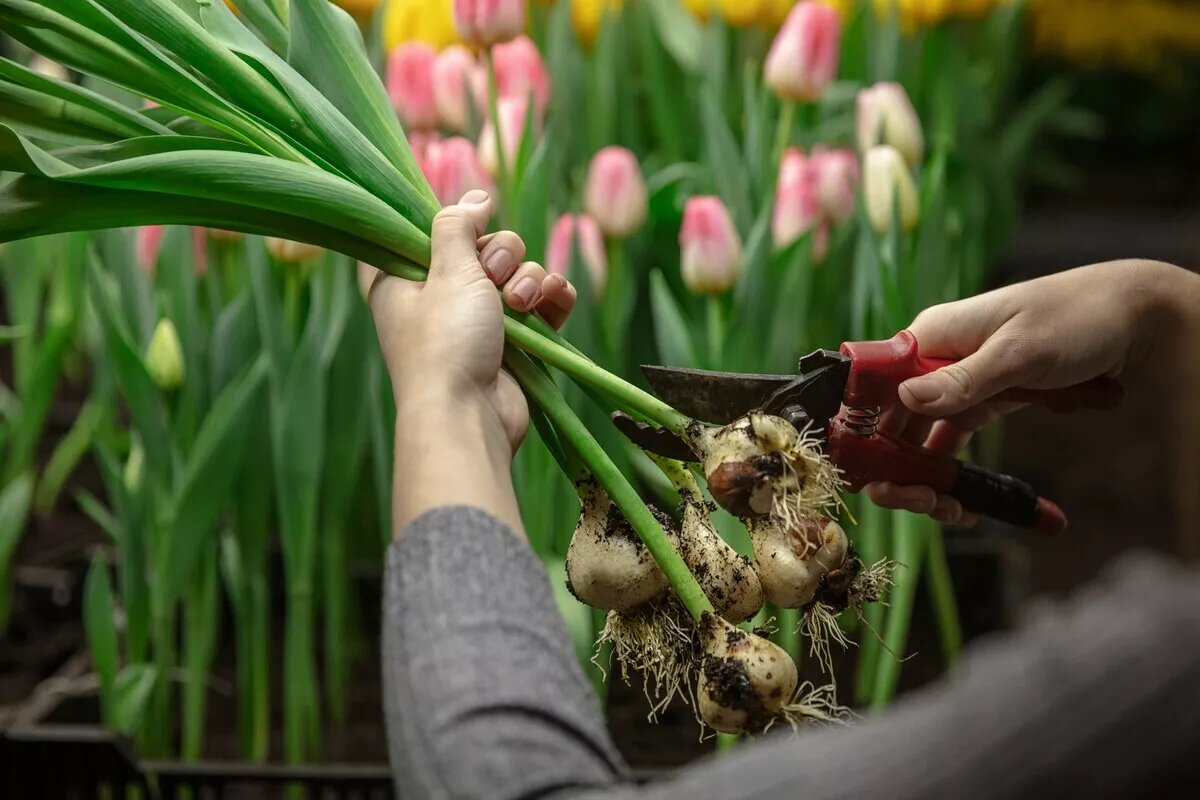 Zasaďte tulipány týmto spôsobom a na jar vytvoria na trávniku „kytice“. Stačí jednoduchá metóda.
