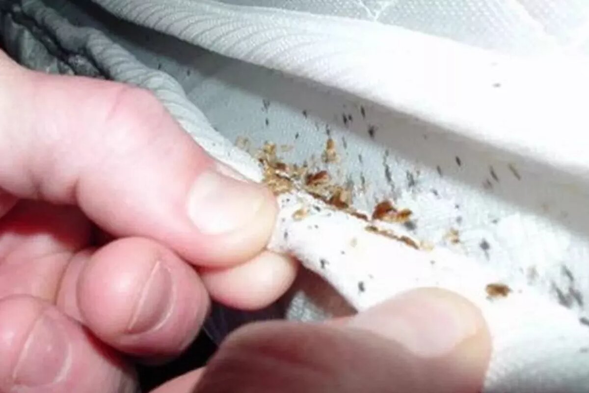 Jednoduché kroky, ktoré treba vykonávať každú noc, aby ste nikdy nemali ploštice